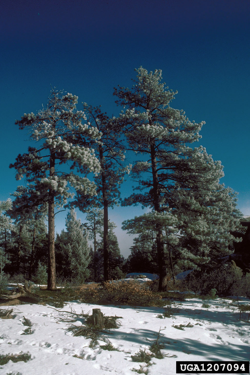 ponderosa-pine